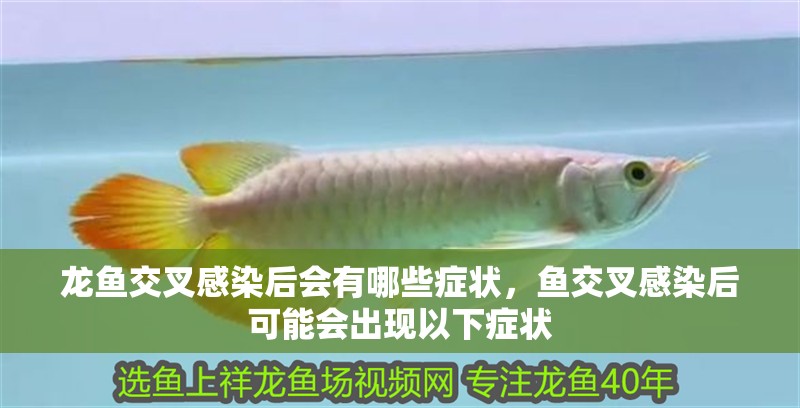 龍魚交叉感染后會有哪些癥狀，魚交叉感染后可能會出現以下癥狀
