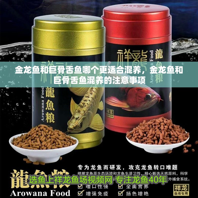 金龍魚和巨骨舌魚哪個更適合混養，金龍魚和巨骨舌魚混養的注意事項