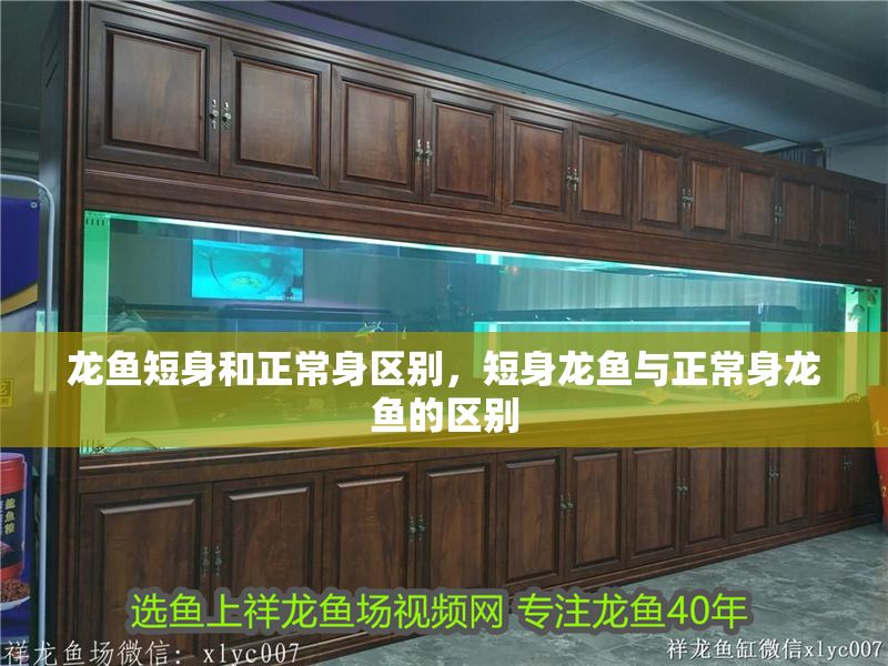 龍魚短身和正常身區別，短身龍魚與正常身龍魚的區別