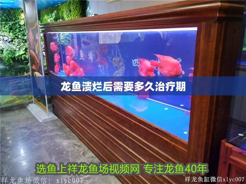 龍魚潰爛后需要多<strong><mark>久治</mark></strong>療期