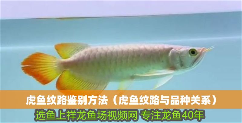 虎魚紋路鑒別方法（虎魚紋路與品種關系）