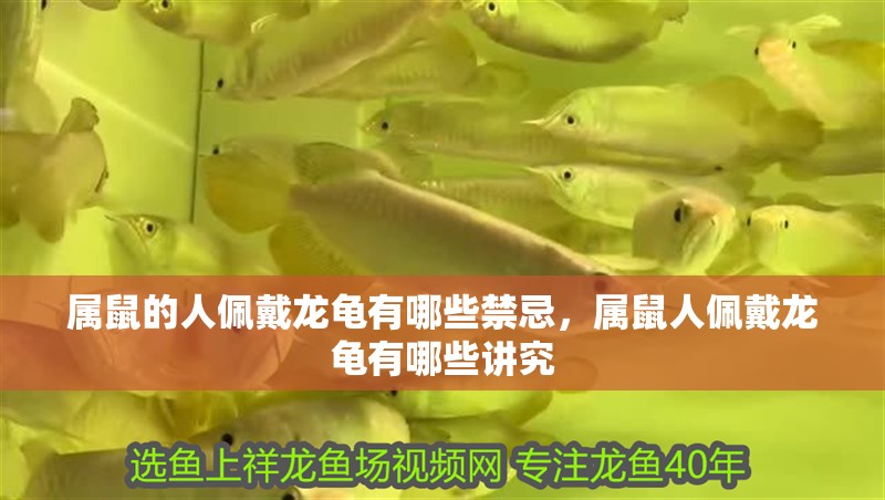 屬鼠的人佩戴龍龜有哪些禁忌，屬鼠人佩戴龍龜有哪些講究