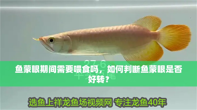 魚蒙眼期間需要喂食嗎，如何判斷魚蒙眼是否好轉？