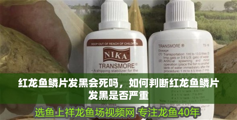 紅龍魚鱗片發黑會死嗎，如何判斷紅龍魚鱗片發黑是否嚴重 紅龍魚鱗片發黑會死嗎，如何判斷紅龍魚鱗片發黑是否嚴重 龍魚百科