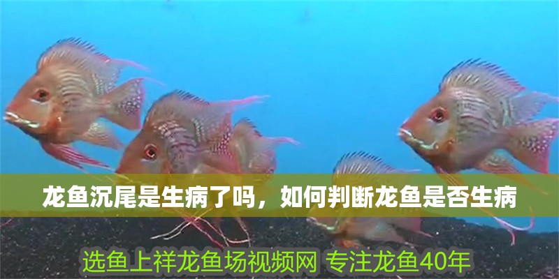 龍魚(yú)沉尾是生病了嗎，如何判斷龍魚(yú)是否生病