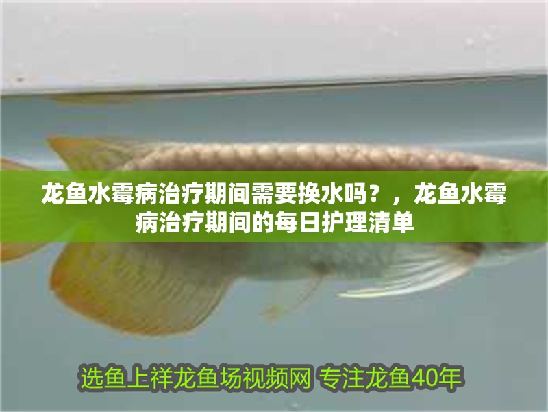 龍魚水霉病治療期間需要換水嗎？，龍魚水霉病治療期間的每日護(hù)理清單