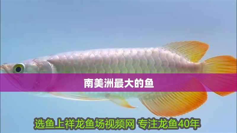 南美洲最大的魚
