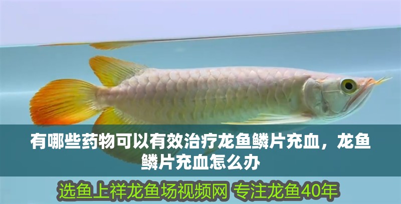 有哪些藥物可以有效治療龍魚鱗片充血，龍魚鱗片充血怎么辦