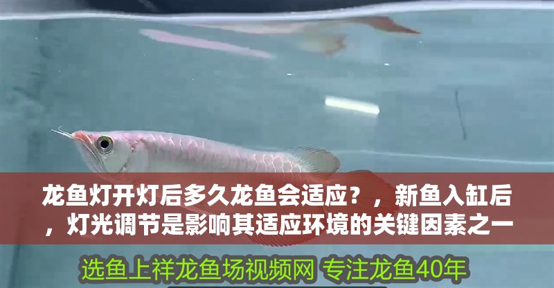 龍魚燈開燈后多久龍魚會適應？，新魚入缸后，燈光調節是影響其適應環境的關鍵因素之一 龍魚燈開燈后多久龍魚會適應？，新魚入缸后，燈光調節是影響其適應環境的關鍵因素之一 龍魚百科