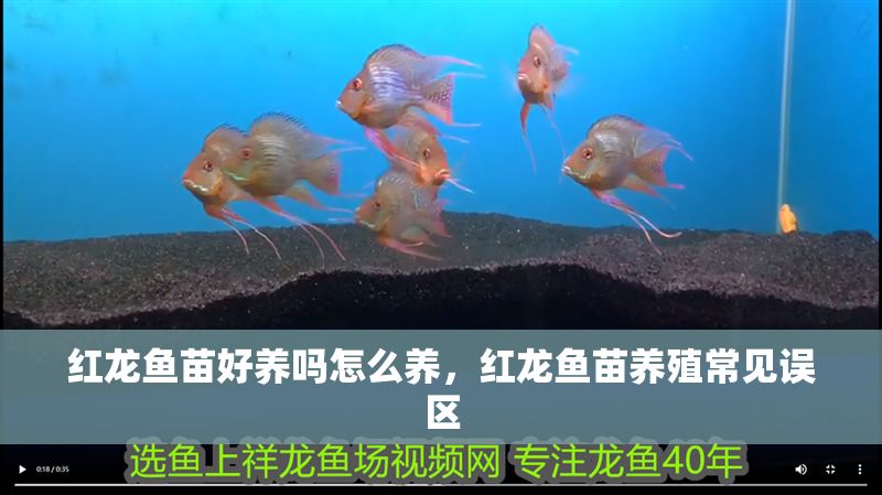 紅龍魚苗好養嗎怎么養，紅龍魚苗養殖常見誤區