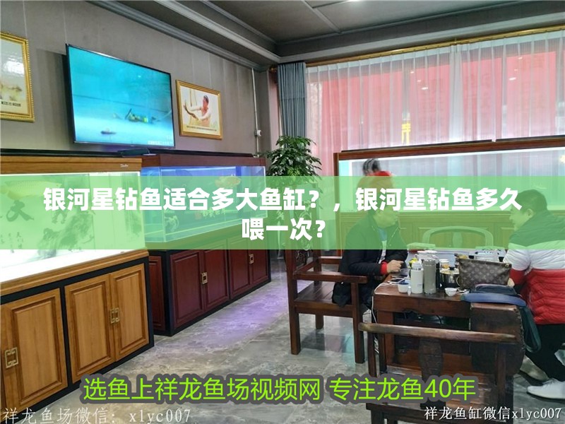 銀河星鉆魚適合多大魚缸？，銀河星鉆魚多久喂一次？