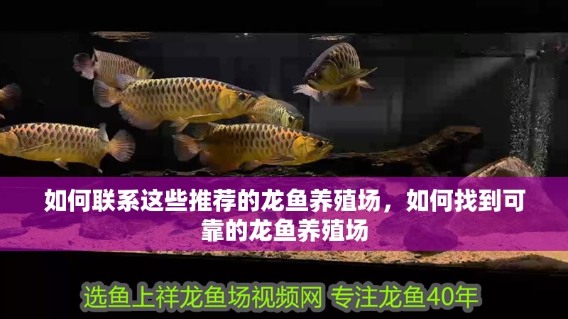 如何聯系這些推薦的龍魚養殖場，如何找到可靠的龍魚養殖場
