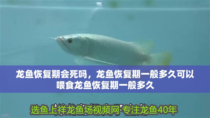 龍魚恢復(fù)期會(huì)死嗎，龍魚恢復(fù)期一般多久可以喂食龍魚恢復(fù)期一般多久