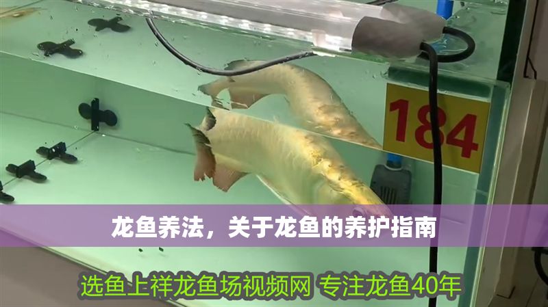 龍魚養法，關于龍魚的養護指南
