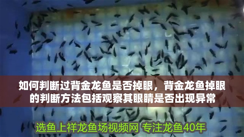 龍魚怕什么 如何判斷過背金龍魚是否掉眼,背金龍魚掉眼的判斷方法包括觀察其眼睛是否出現異常 龍魚百科 如何判斷過背金龍魚是否掉眼,背金龍魚掉眼的判斷方法包括觀察其眼睛是否出現異常 如何判斷過背金龍魚是否掉眼,背金龍魚掉眼的判斷方法包括觀察其眼睛是否出現異常 龍魚百科