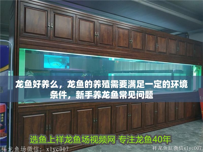龍魚好養(yǎng)么，龍魚的養(yǎng)殖需要滿足一定的環(huán)境條件，新手養(yǎng)龍魚常見問題