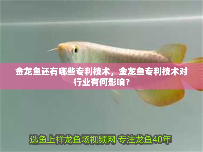金龍魚還有哪些專利技術，金龍魚專利技術對行業有何影響？
