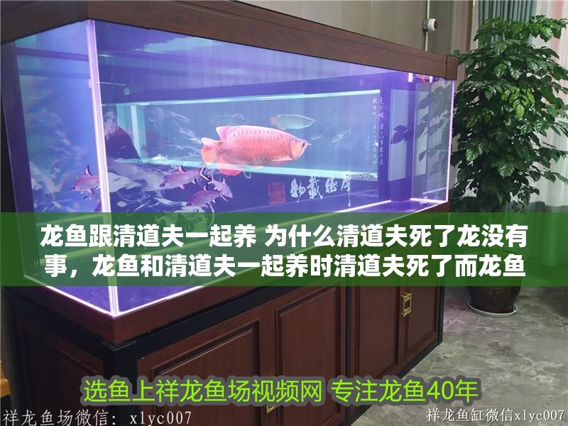 龍魚跟清道夫一起養(yǎng) 為什么清道夫死了龍沒有事，龍魚和清道夫一起養(yǎng)時清道夫死了而龍魚沒有事的原因