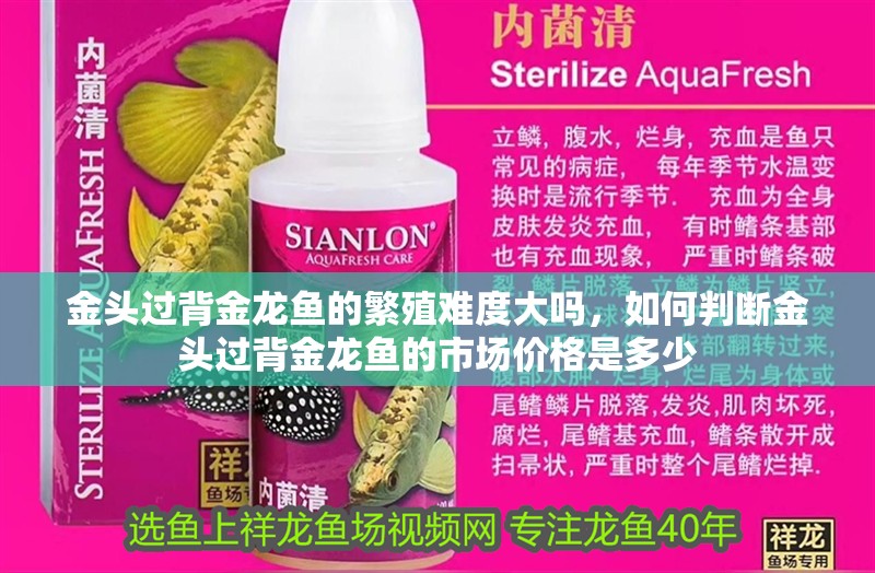 金頭過背金龍魚的繁殖難度大嗎，如何判斷金頭過背金龍魚的市場價格是多少 金頭過背金龍魚的繁殖難度大嗎，如何判斷金頭過背金龍魚的市場價格是多少 龍魚百科