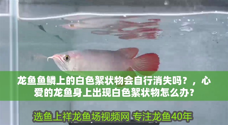 龍魚魚鱗上的白色絮狀物會自行消失嗎？，心愛的龍魚身上出現白色絮狀物怎么辦？ 龍魚魚鱗上的白色絮狀物會自行消失嗎？，心愛的龍魚身上出現白色絮狀物怎么辦？ 龍魚百科