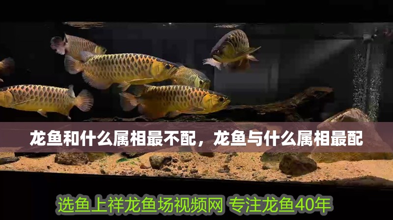 龍魚和什么屬相最不配，龍魚與什么屬相最配