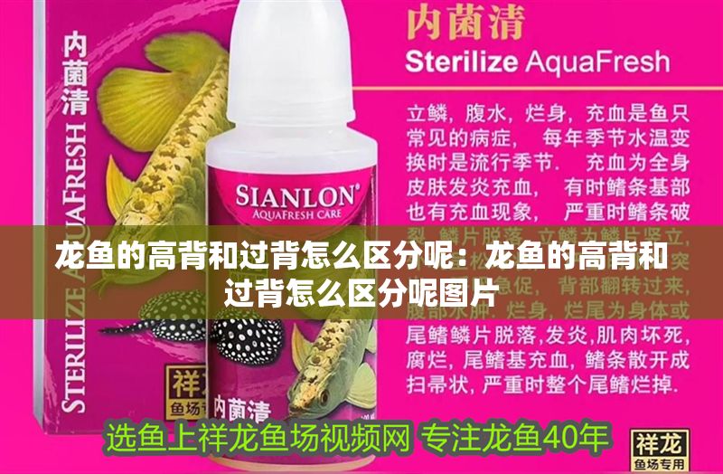 龍魚的高背和過背怎么區(qū)分呢：龍魚的高背和過背怎么區(qū)分呢圖片