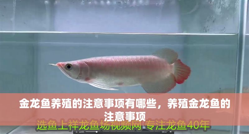 金龍魚養殖的注意事項有哪些，養殖金龍魚的注意事項