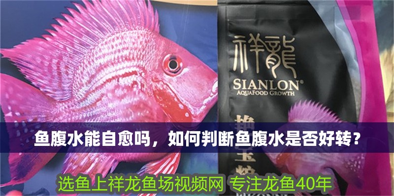 魚腹水能自愈嗎，如何判斷魚腹水是否好轉？