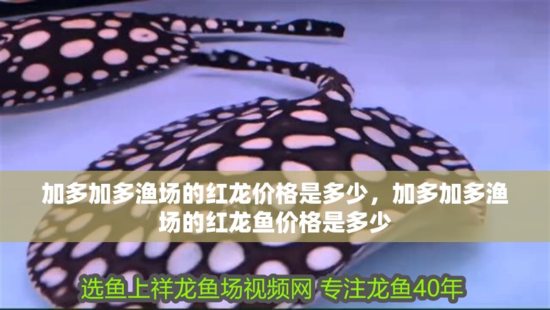 加多加多漁場(chǎng)的紅龍價(jià)格是多少，加多加多漁場(chǎng)的紅龍魚價(jià)格是多少