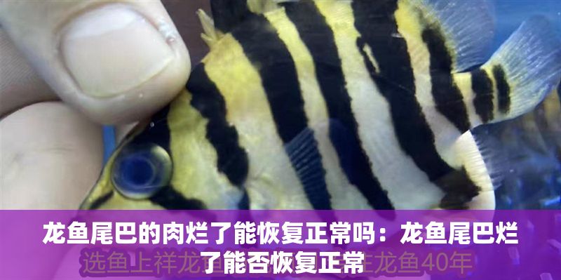 龍魚尾巴的肉爛了能恢復正常嗎：龍魚尾巴爛了能否恢復正常