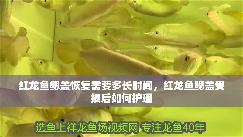 紅龍魚鰓蓋恢復需要多長時間，紅龍魚鰓蓋受損后如何護理