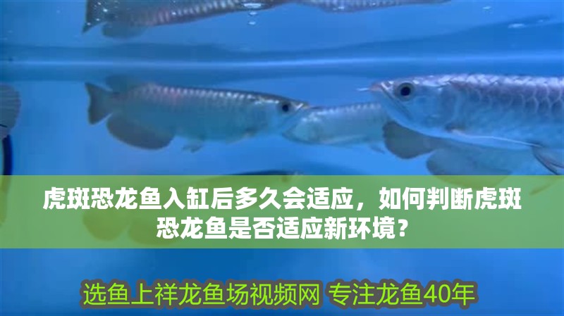 虎斑恐龍魚入缸后多久會適應，如何判斷虎斑恐龍魚是否適應新環境？