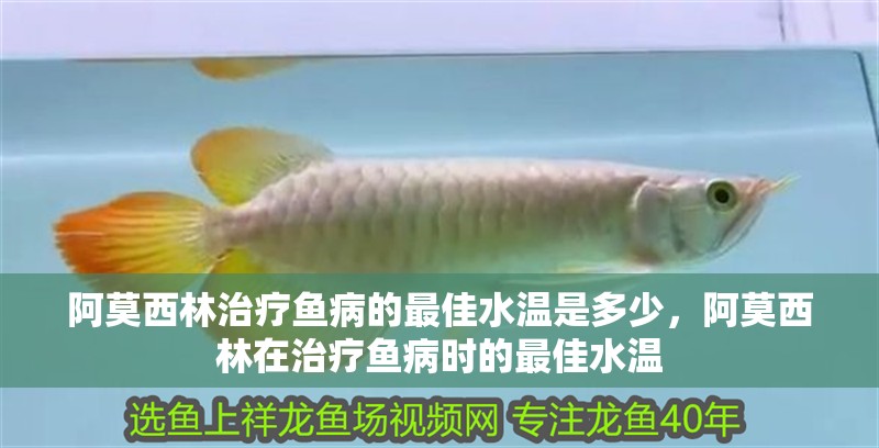 阿莫西林治療魚病的最佳水溫是多少，阿莫西林在治療魚病時(shí)的最佳水溫