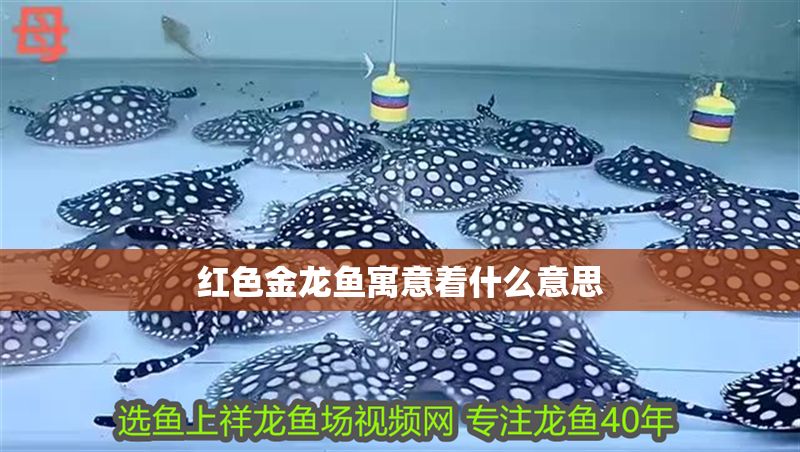 紅色金龍魚寓意著什么意思