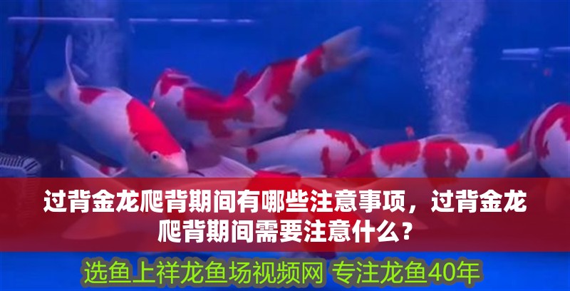 過背金龍爬背期間有哪些注意事項，過背金龍爬背期間需要注意什么？