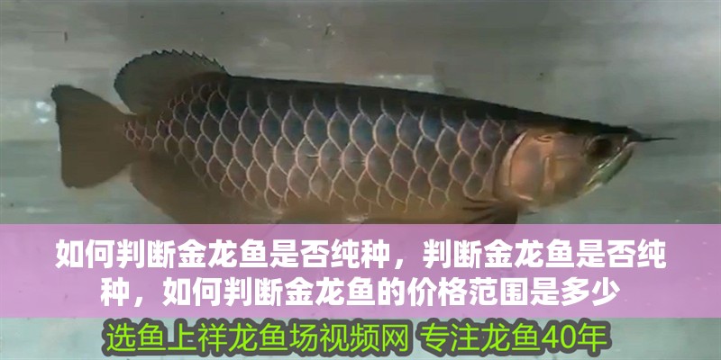如何判斷金龍魚是否純種，判斷金龍魚是否純種，如何判斷金龍魚的價格范圍是多少 如何判斷金龍魚是否純種，判斷金龍魚是否純種，如何判斷金龍魚的價格范圍是多少 龍魚百科