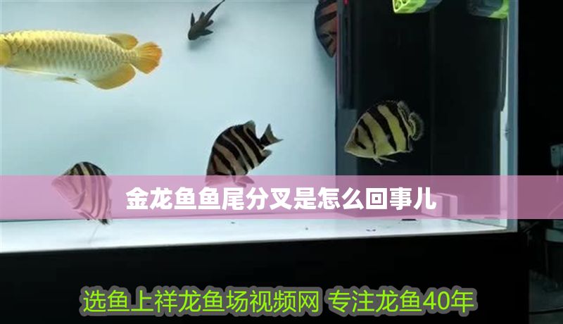 金龍魚魚尾分叉是怎么回事兒 金龍魚魚尾分叉是怎么回事兒 龍魚百科 第2張