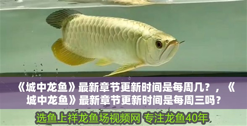 《城中龍魚》最新章節更新時間是每周幾？，《城中龍魚》最新章節更新時間是每周三嗎？