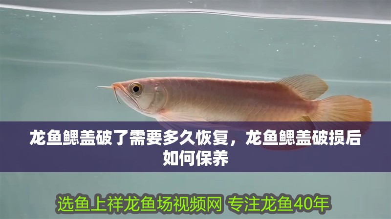 龍魚鰓蓋破了需要多久恢復，龍魚鰓蓋破損后如何保養