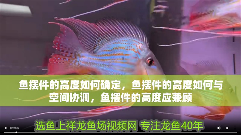 魚擺件的高度如何確定，魚擺件的高度如何與空間協調，魚擺件的高度應兼顧 魚擺件的高度如何確定，魚擺件的高度如何與空間協調，魚擺件的高度應兼顧 龍魚百科
