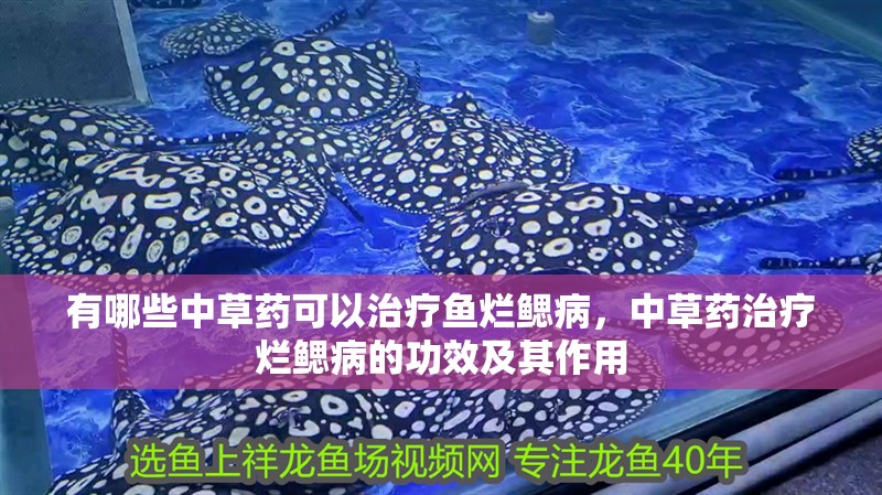 有哪些中草藥可以治療魚爛鰓病，中草藥治療爛鰓病的功效及其作用 有哪些中草藥可以治療魚爛鰓病，中草藥治療爛鰓病的功效及其作用 龍魚百科