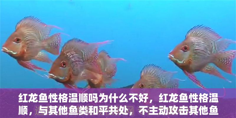 紅龍魚性格溫順嗎為什么不好，紅龍魚性格溫順，與其他魚類<strong><mark>和平</mark></strong>共處，不主動攻擊其他魚類