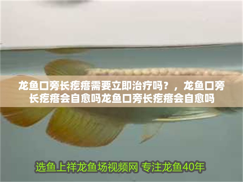 龍魚口旁長疙瘩需要立即治療嗎？，龍魚口旁長疙瘩會自愈嗎龍魚口旁長疙瘩會自愈嗎