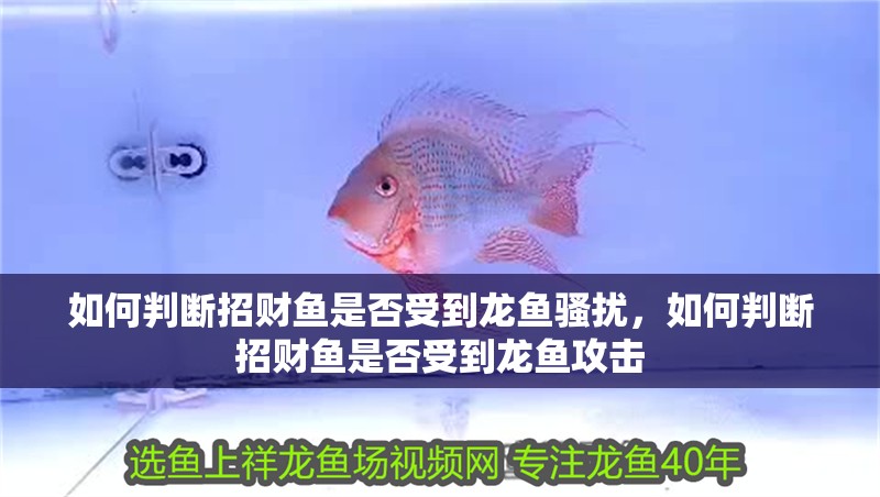 如何判斷招財魚是否受到龍魚騷擾，如何判斷招財魚是否受到龍魚攻擊
