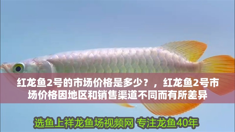 紅龍魚2號的市場價格是多少？，紅龍魚2號市場價格因地區(qū)和銷售渠道不同而有所差異