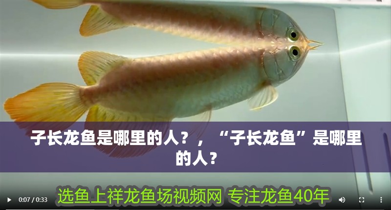子長龍魚是哪里的人？，“子長龍魚”是哪里的人？