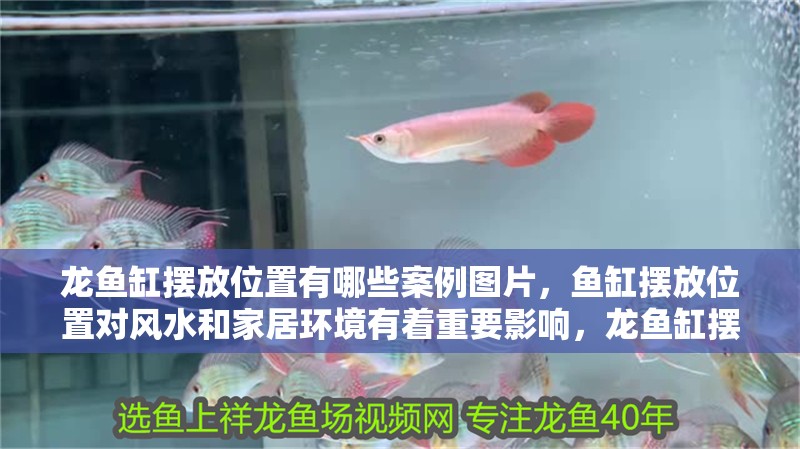 龍魚缸擺放位置有哪些案例圖片，魚缸擺放位置對風水和家居環境有著重要影響，龍魚缸擺放風水講究