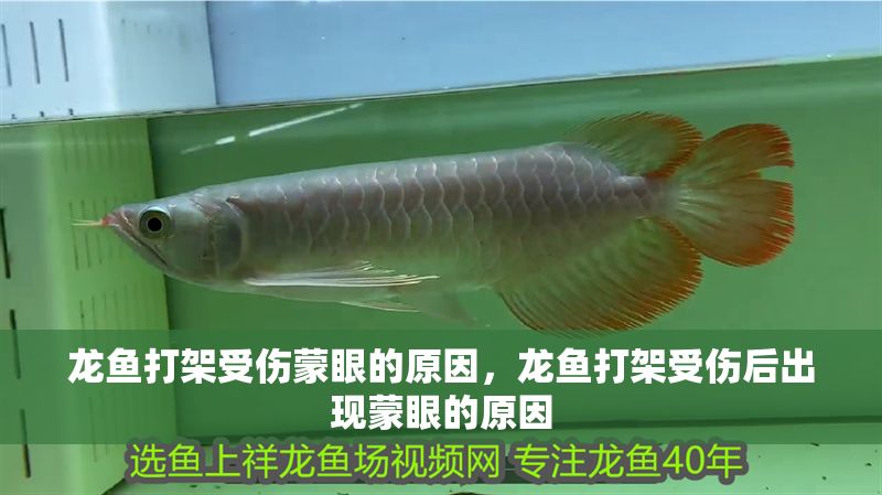 龍魚打架受傷蒙眼的原因，龍魚打架受傷后出現(xiàn)蒙眼的原因
