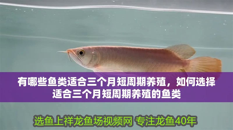 有哪些魚類適合三個月短周期養殖，如何選擇適合三個月短周期養殖的魚類