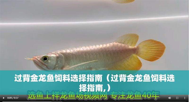 過背金龍魚飼料選擇指南（過背金龍魚飼料選擇指南,）
